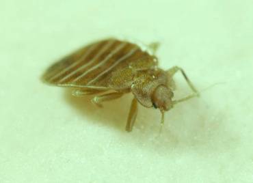 All About Bed Bugs