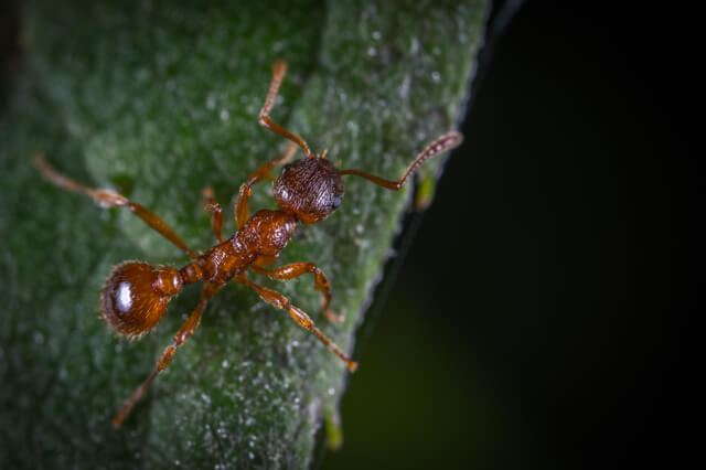 Moisture Ant