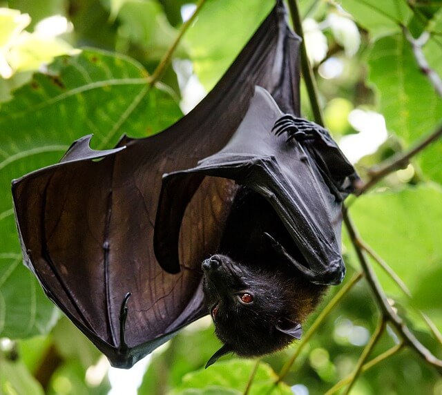 Pest Boss Wildlife Control Services - Bat