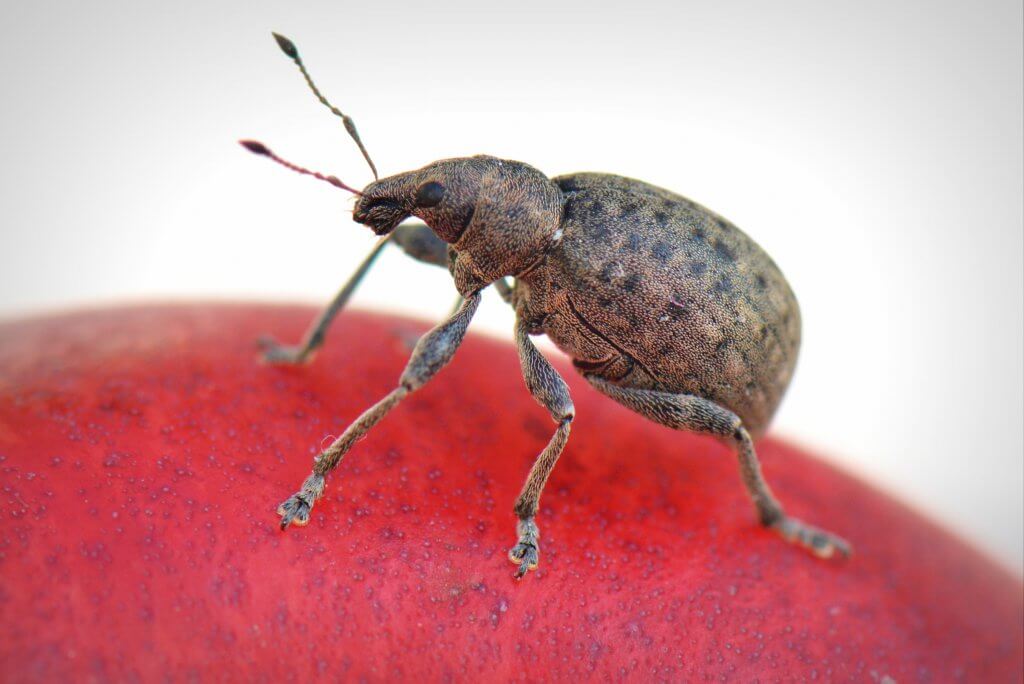 Pest Boss - carpet beetle