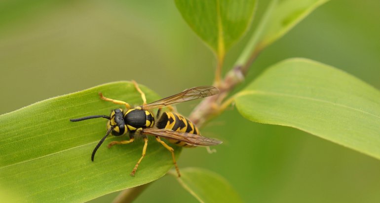 Wasp