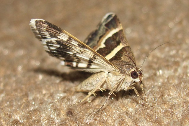 Click-a-Pest: Clothes Moth | Clothes Moth Extermination | Pest Boss
