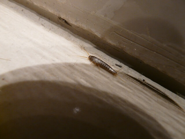 All About Silverfish: Infestation Signs & How & Why They Infest Homes