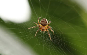 Good Spiders vs. Spiders You’ll Want to Move 2,000 Miles Away From
