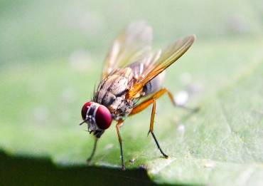 All About Fruit Flies