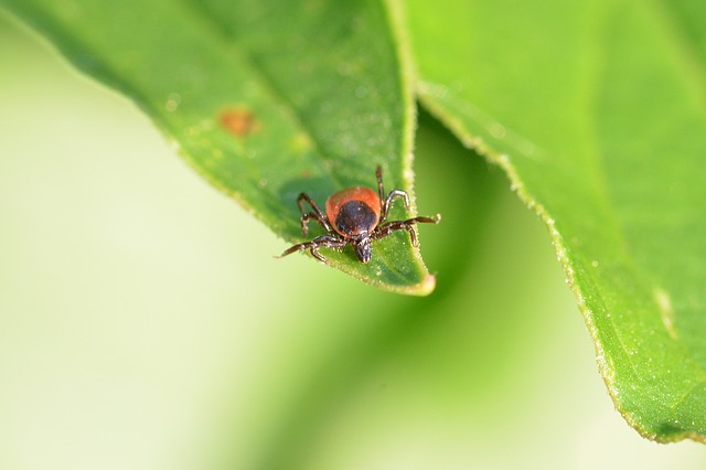 Click-a-Pest: Ticks | Tick Control Service | Pest Boss