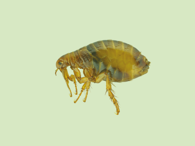 Year-round Flea Prevention Tips for Your Home