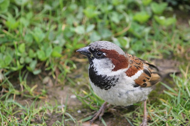Click-a-Pest: Sparrow | House/English Sparrow Removal Service | Pest Boss