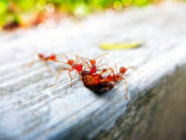 Ant Control Tips: 5 Ways to Keep Them Away From Your Home