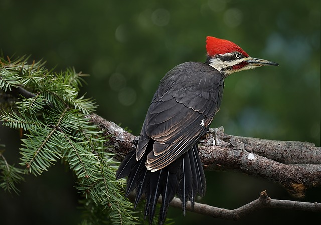 Click-a-Pest: Woodpecker | Woodpecker Bird Removal | Pest Boss