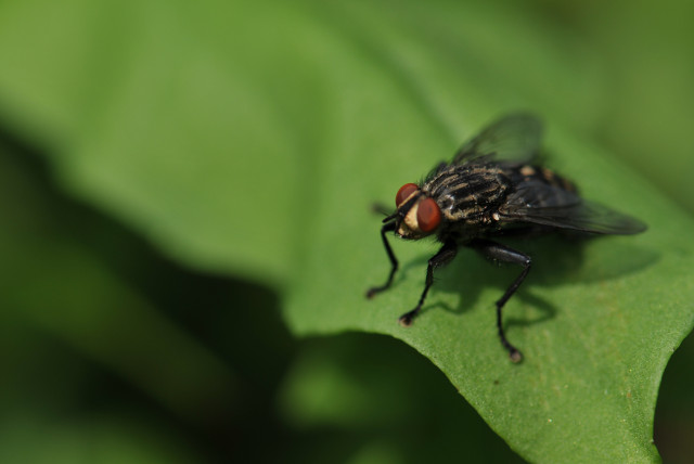 Click-a-Pest: Cluster Fly | Fly Extermination | Pest Boss