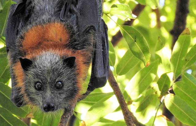 Fun Facts About Bats