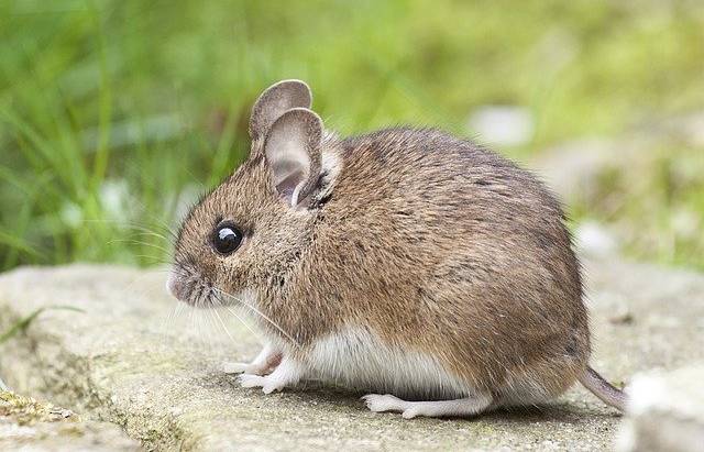 7 Signs You Need Professional Rodent Control ASAP